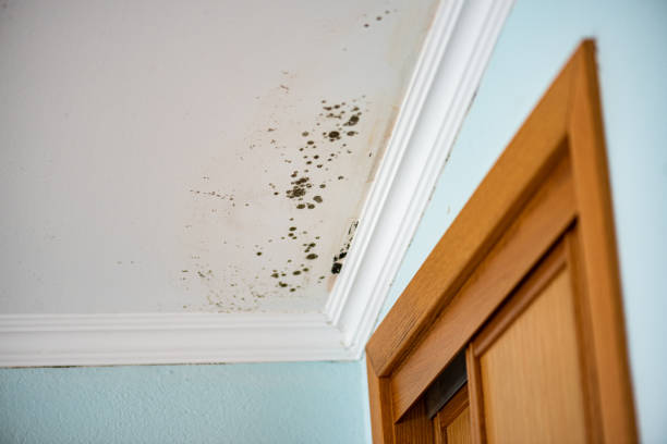 Best Office Mold Removal Services  in Hales Corners, WI