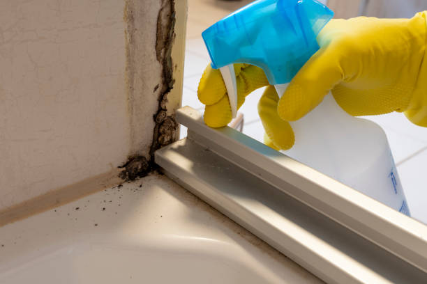 Best Attic Mold Removal  in Hales Corners, WI