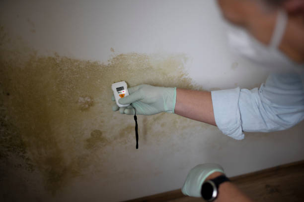 Best Local Mold Removal Service  in Hales Corners, WI