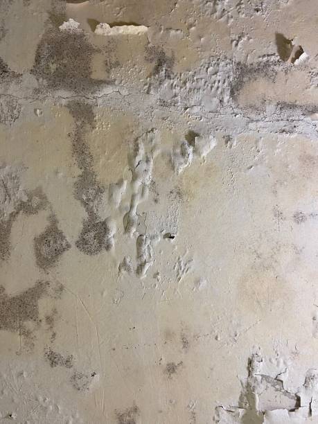 Best Commercial Mold Removal  in Hales Corners, WI