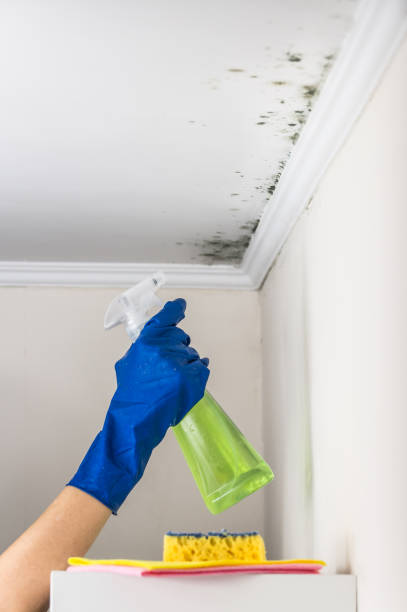 Best Crawl Space Mold Removal  in Hales Corners, WI